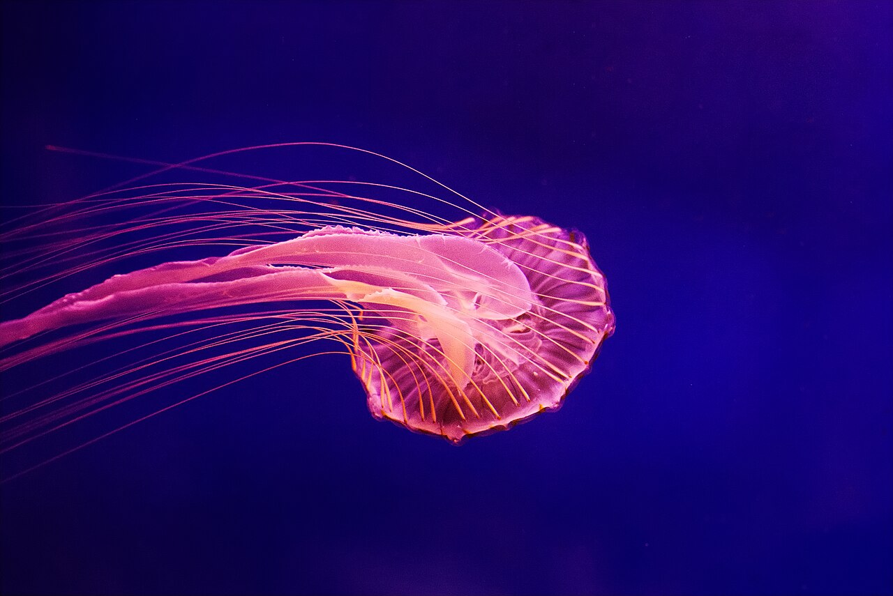Kaiyukan aquarium (light day)